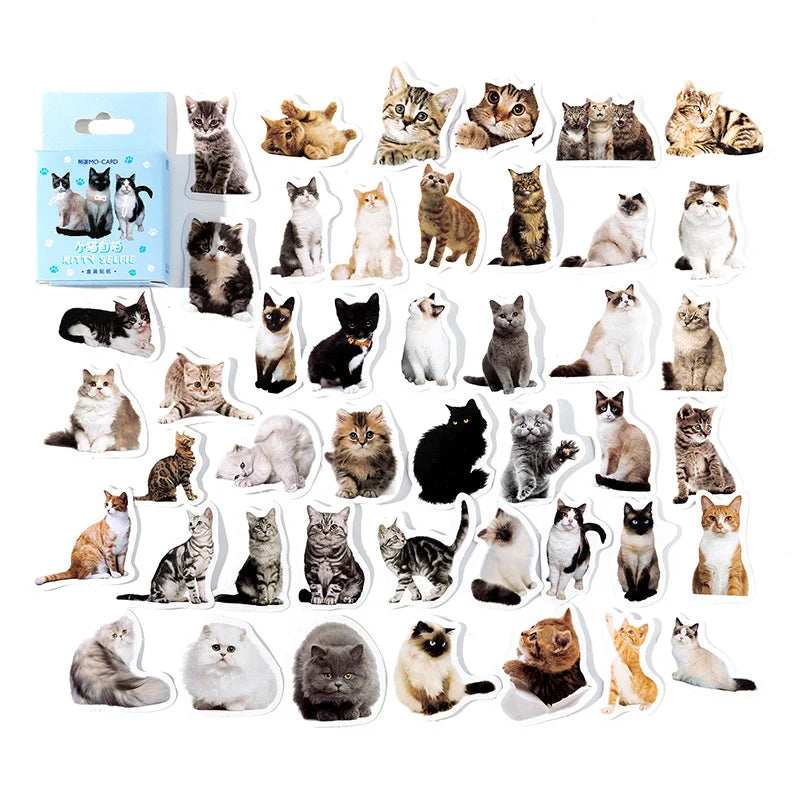 Kitten Selfie Stickers Box