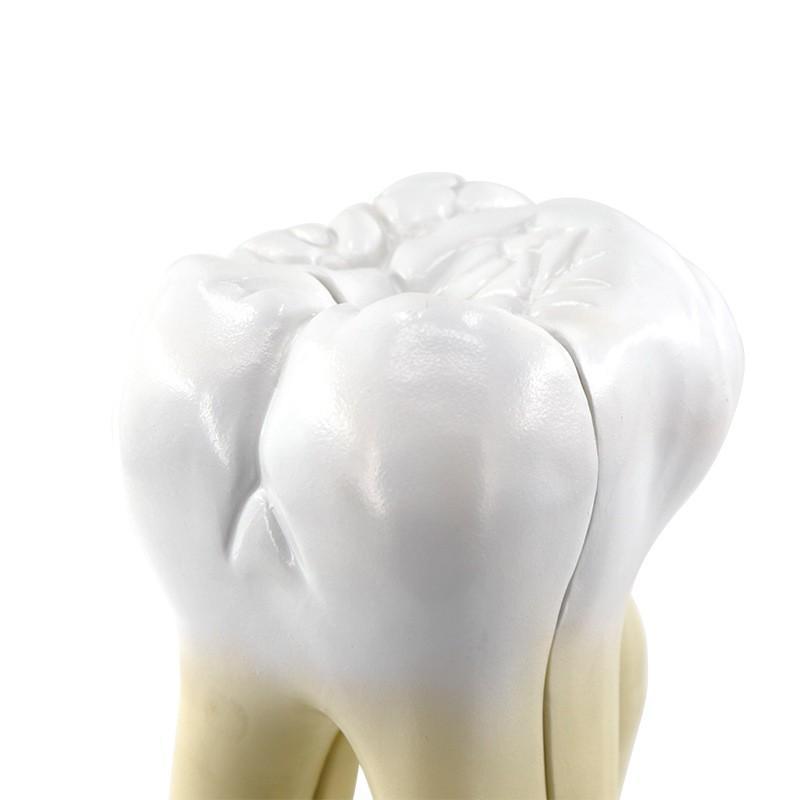 Huge Molar Dental Model
