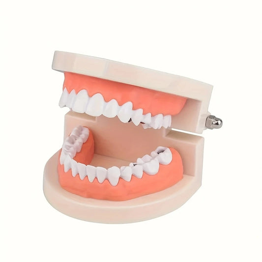 Human Teeth Model with Gum Line