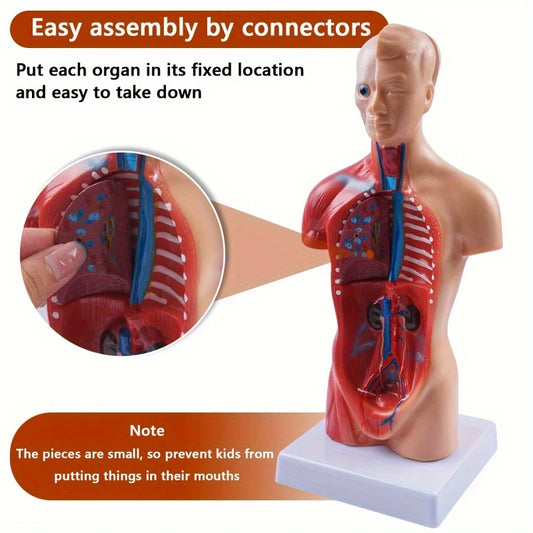 Anatomical Model Of Human Body