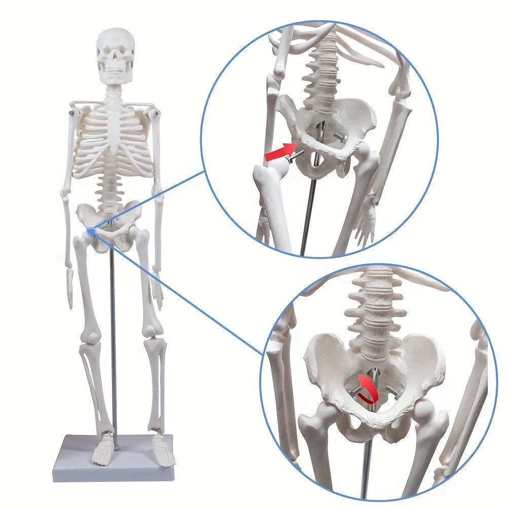 Human Skeleton Model for Anatomy