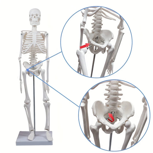 Human Skeleton Model for Anatomy
