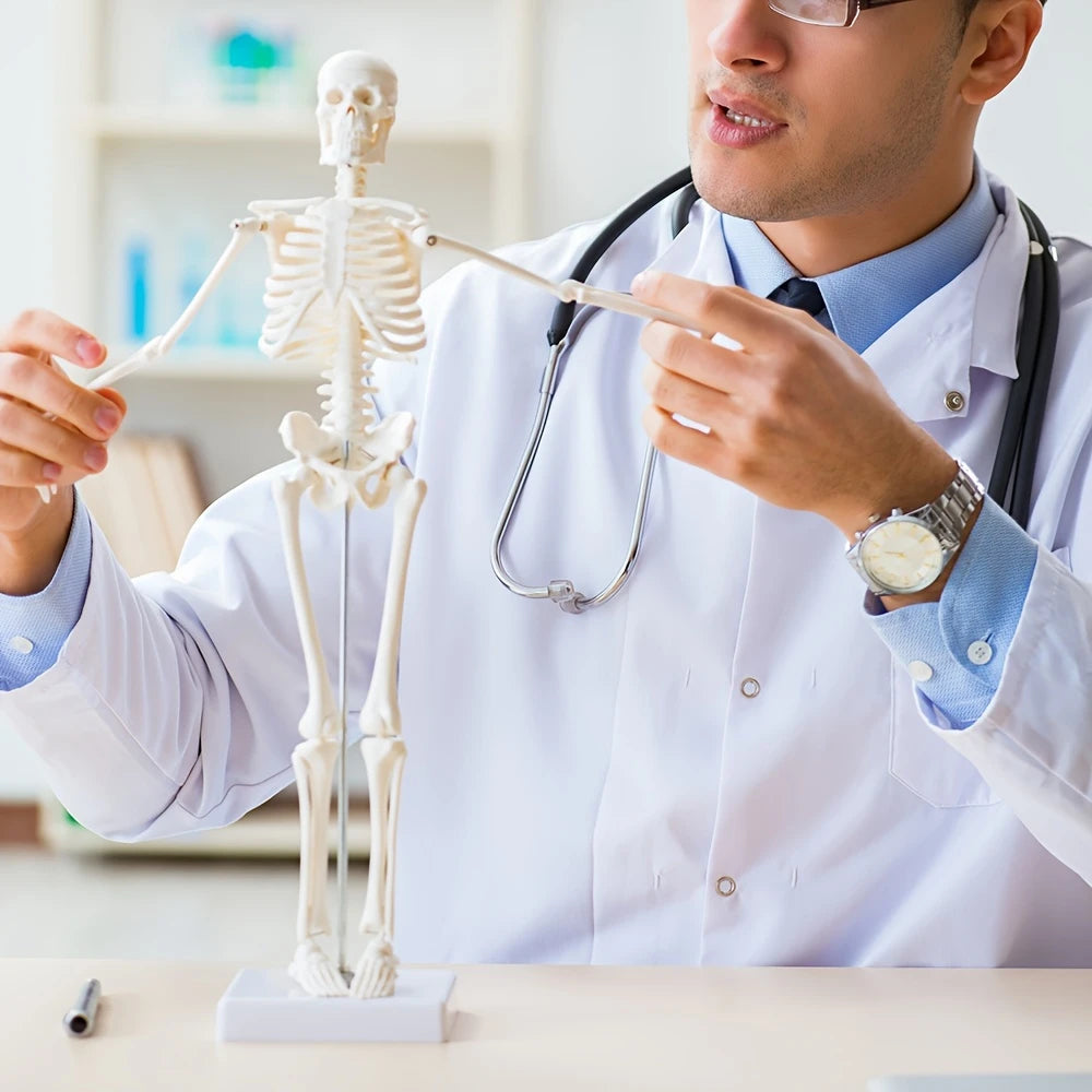 Human Skeleton Model for Anatomy