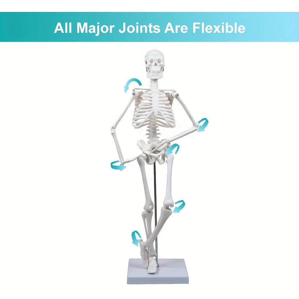Human Skeleton Model for Anatomy