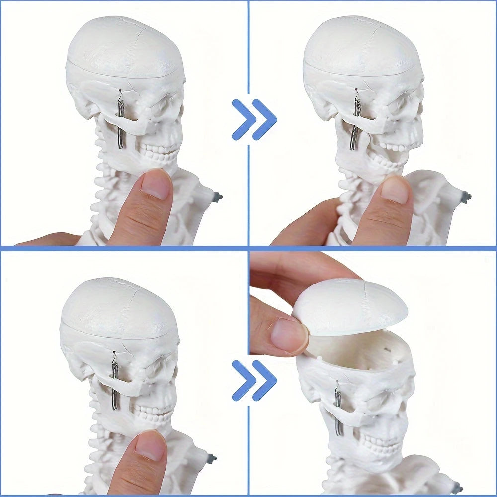 Human Skeleton Model for Anatomy