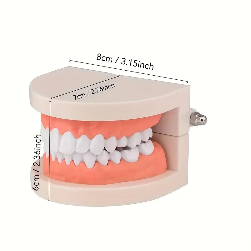 Human Teeth Model with Gum Line