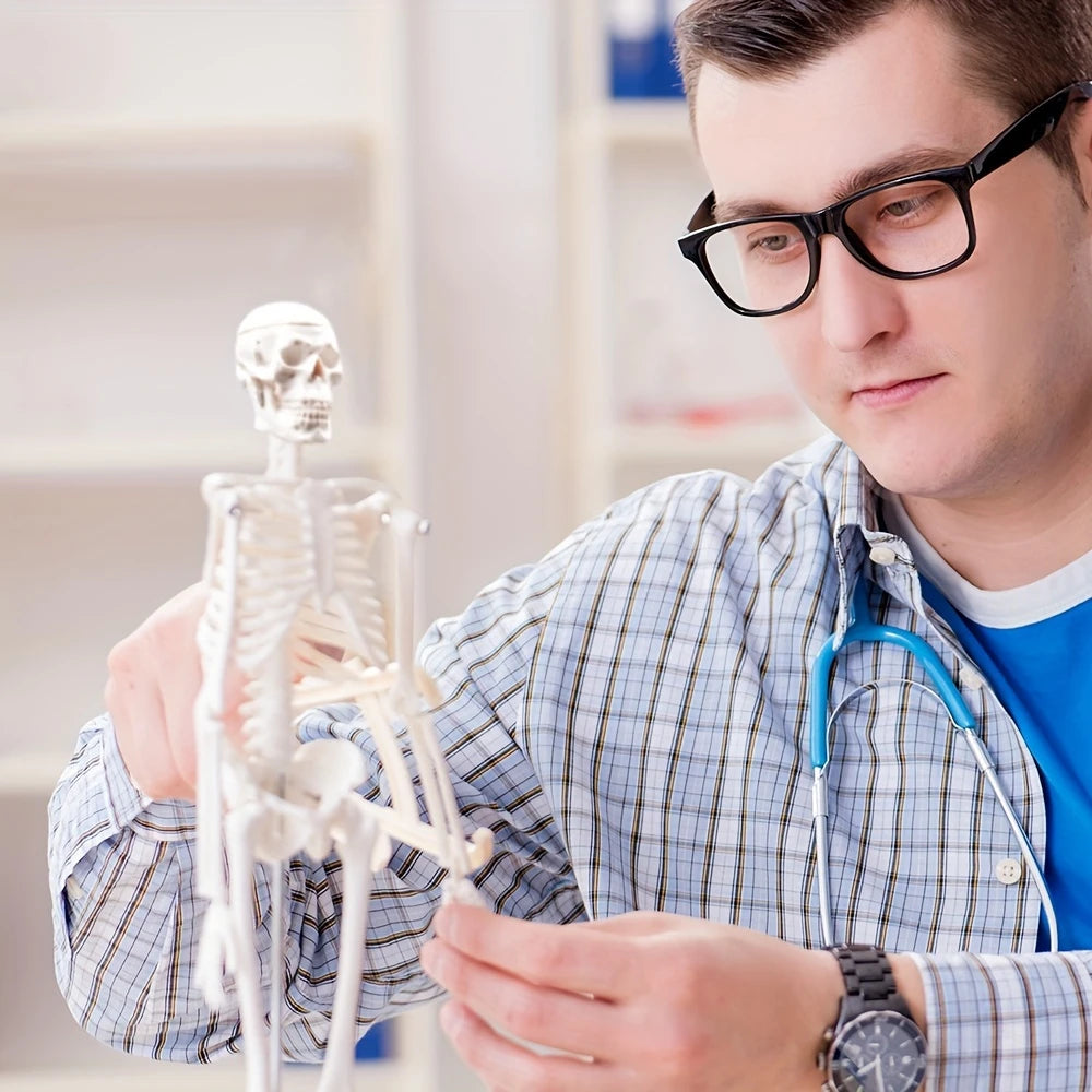 Human Skeleton Model for Anatomy