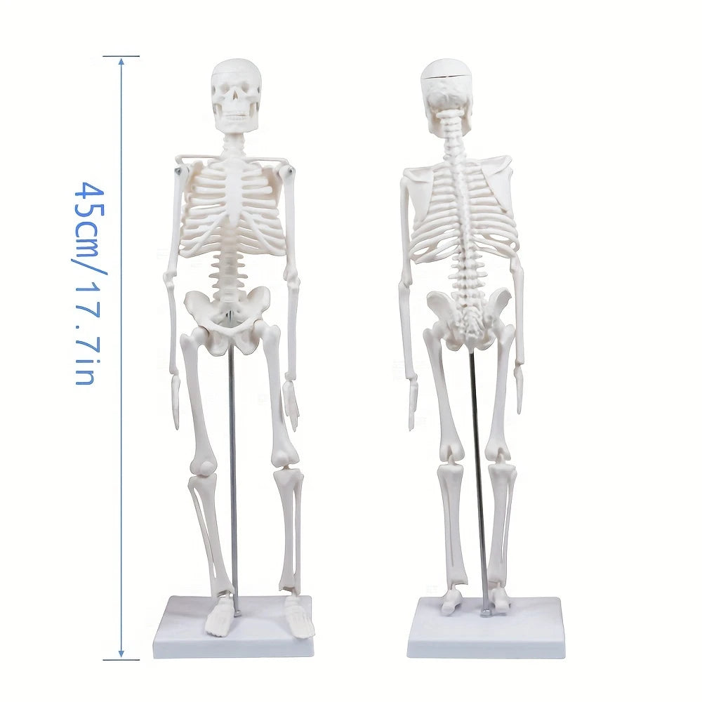 Human Skeleton Model for Anatomy