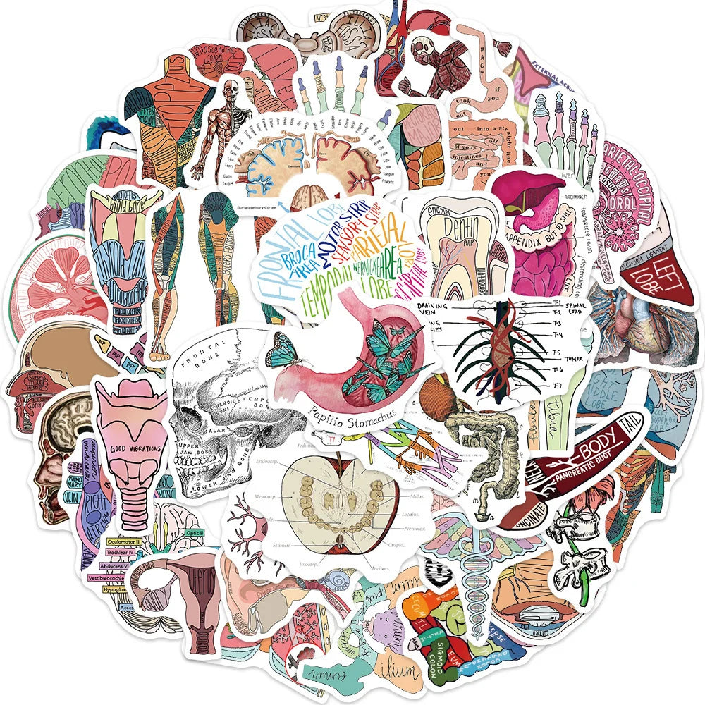 Collection of anatomical stickers arranged in a circular pattern on a white background.