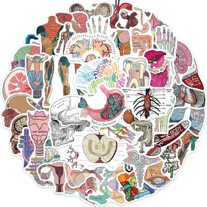 Collection of anatomical stickers arranged in a circular pattern on a white background.