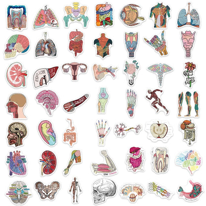 Collection of anatomical stickers on a white background