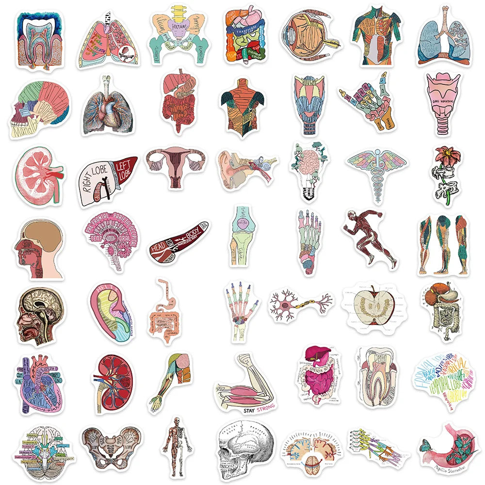 Collection of anatomical stickers on a white background