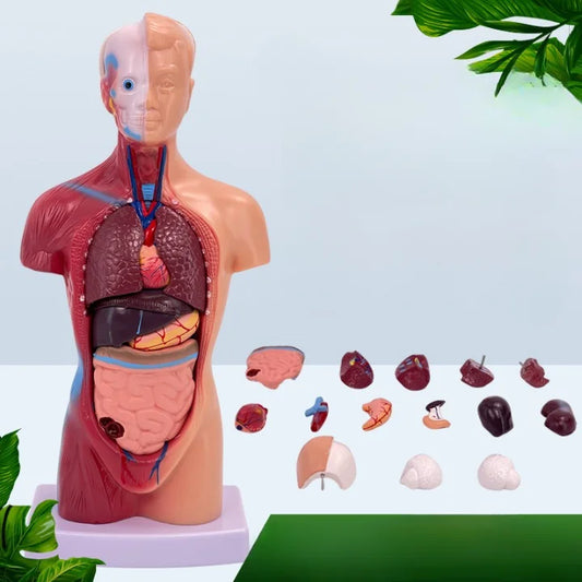 Anatomical Model Of Human Body