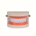 Human Teeth Model with Gum Line
