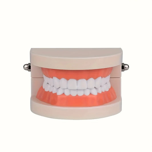 Human Teeth Model with Gum Line