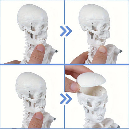 Human Skeleton Model for Anatomy