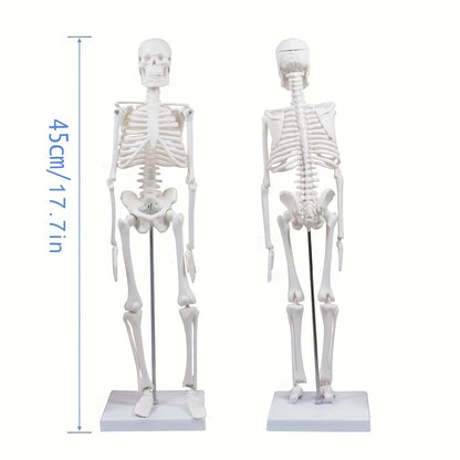 Human Skeleton Model for Anatomy